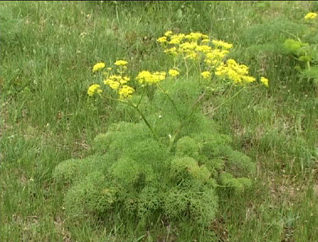 جاشیر - معرفی و خواص گیاهان دارویی